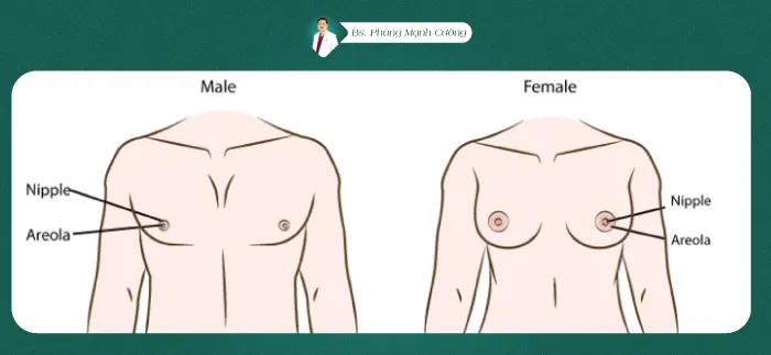 Nâng ngực cho người chuyển giới là một quá trình phúc tạp